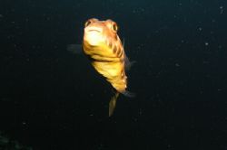Puffer fish taken at the Azores islands by David Abecasis 